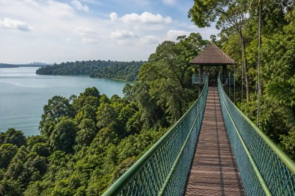 MacRitchie Reservoir & TreeTop Walk, Singapore